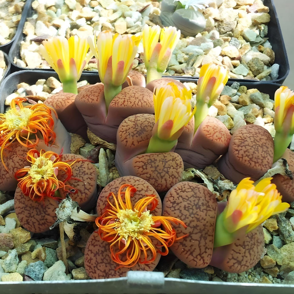Lithops Large Random Mix Living Stones Succulent Plants Live | 30 Pcs Live Lithops Seedlings | Bare Root Without Pot or Soil, Suitable for Indoor or Outdoor Gardens & Office Use, Friend Plant Lovers