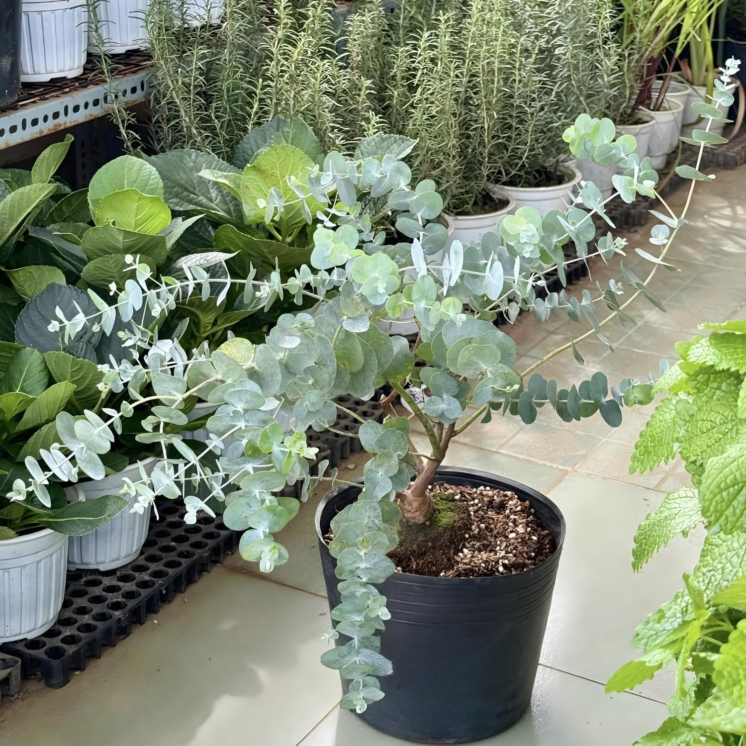 Baby Blue Eucalyptus Live Plant in 2.5 Inch Pot | Live Eucalyptus Plant Indoor or Outdoor | Elegant Compact Growth | Ideal for Patio Pots, Entryways & Home Styling