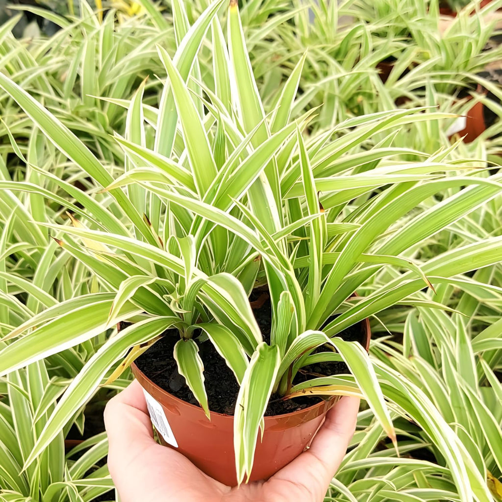Spider Plant Live Houseplants in 4 Inch Pot | Air-Purifying, Low Maintenance, Thrives in Home & Office | Perfect for Plant Enthusiasts | Perfect for Beginners & Green Home Styling