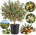 Live Arbequina Olive Trees (2.5–3 Ft Tall) | Compact, Drought-Tolerant Olive Tree for Indoor & Outdoor Spaces (No Ship to CA,HI,AK)