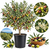 Live Arbequina Olive Trees (2.5–3 Ft Tall) | Compact, Drought-Tolerant Olive Tree for Indoor & Outdoor Spaces (No Ship to CA,HI,AK)