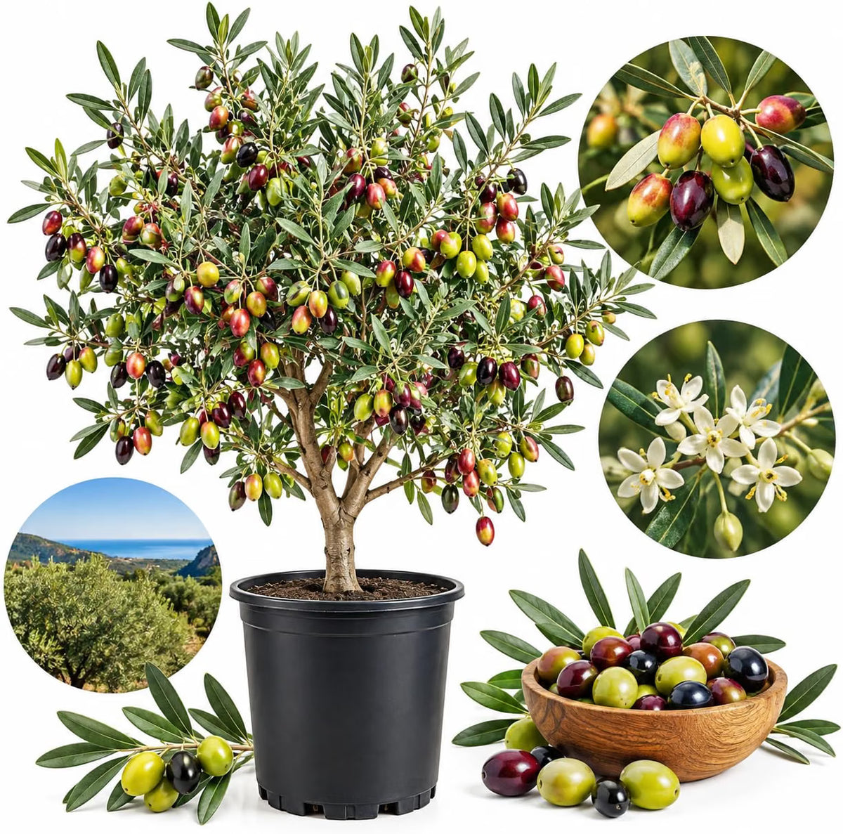 Live Arbequina Olive Trees (2.5–3 Ft Tall) | Compact, Drought-Tolerant Olive Tree for Indoor & Outdoor Spaces (No Ship to CA,HI,AK)