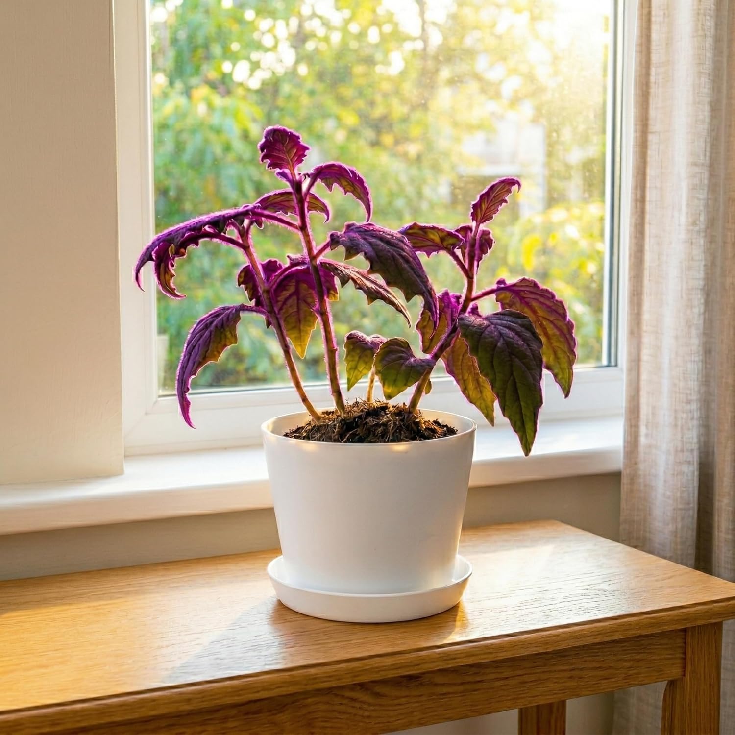 Gynura Purple Passion Live House Plant, 4-8" Rooted Plants, 2 Per Pack, Soft Purple Textured Leaves, Fast Growing & Easy Care