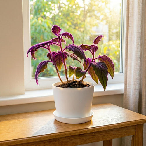 Gynura Purple Passion Live House Plant, 4-8" Rooted Plants, 2 Per Pack, Soft Purple Textured Leaves, Fast Growing & Easy Care