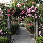 Pink Climbing Roses Live Plant, Small Size, Fragrant Climbing Rose Bush, Beautiful Double Blooms, Perennial Flower Plant for Backyard Fences and Walls