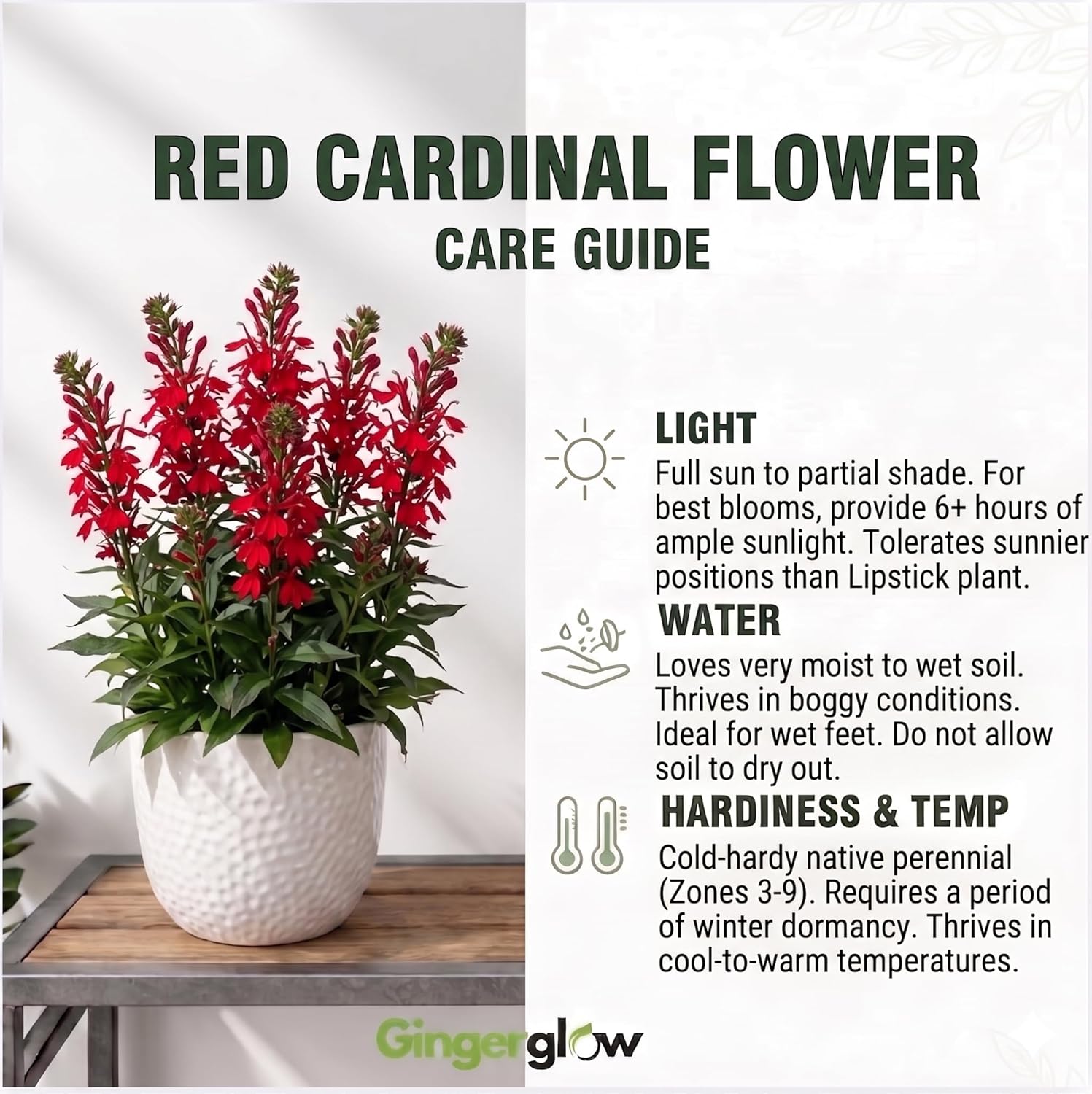 10 Red Cardinal Flower Roots, Easy to Grow, Fast Growing, Perennial Wildflower with Vibrant Blooms, Ideal for Garden Beds & Borders