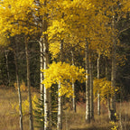 2 Quaking Aspen Tree, 4-6" Tall Plant, Low Maintenance Fast Growing Shade Tree for Homeowners, Cold-Hardy Shrub with Golden Autumn Foliage