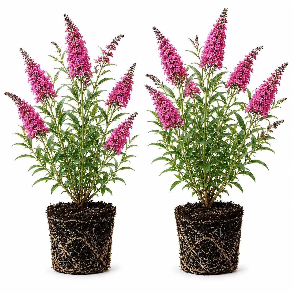 2 Butterfly Bushes Plant Live – Buddleia, 4-6 Inch Size, Low Maintenance Fragrant Flowering Perennial for Outdoor Decorative Pots