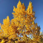 Quaking Aspen Tree, 4-6"" Tall Potted Tree Starter, Sturdy Cold-Hardy Plant with Golden Autumn Foliage & Trembling Leaves for Home Landscapes