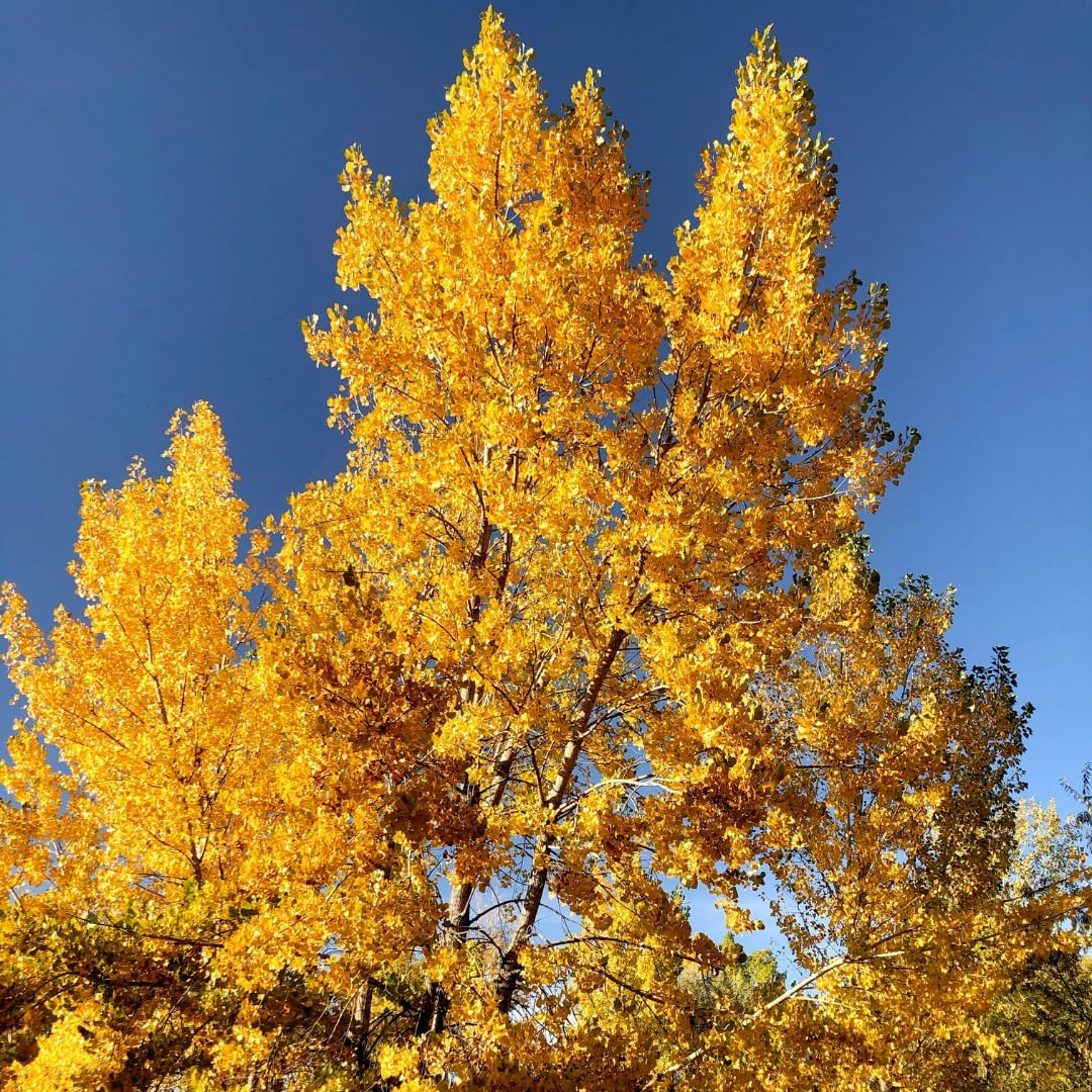 Quaking Aspen Tree, 4-6"" Tall Potted Tree Starter, Sturdy Cold-Hardy Plant with Golden Autumn Foliage & Trembling Leaves for Home Landscapes