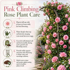 Pink Climbing Roses Live Plant 10-14" Tall in Large Pot, Heirloom Climbing Rose Bush, Fragrant High-Yielding Perennial Flowering Vine for Trellis & Fence