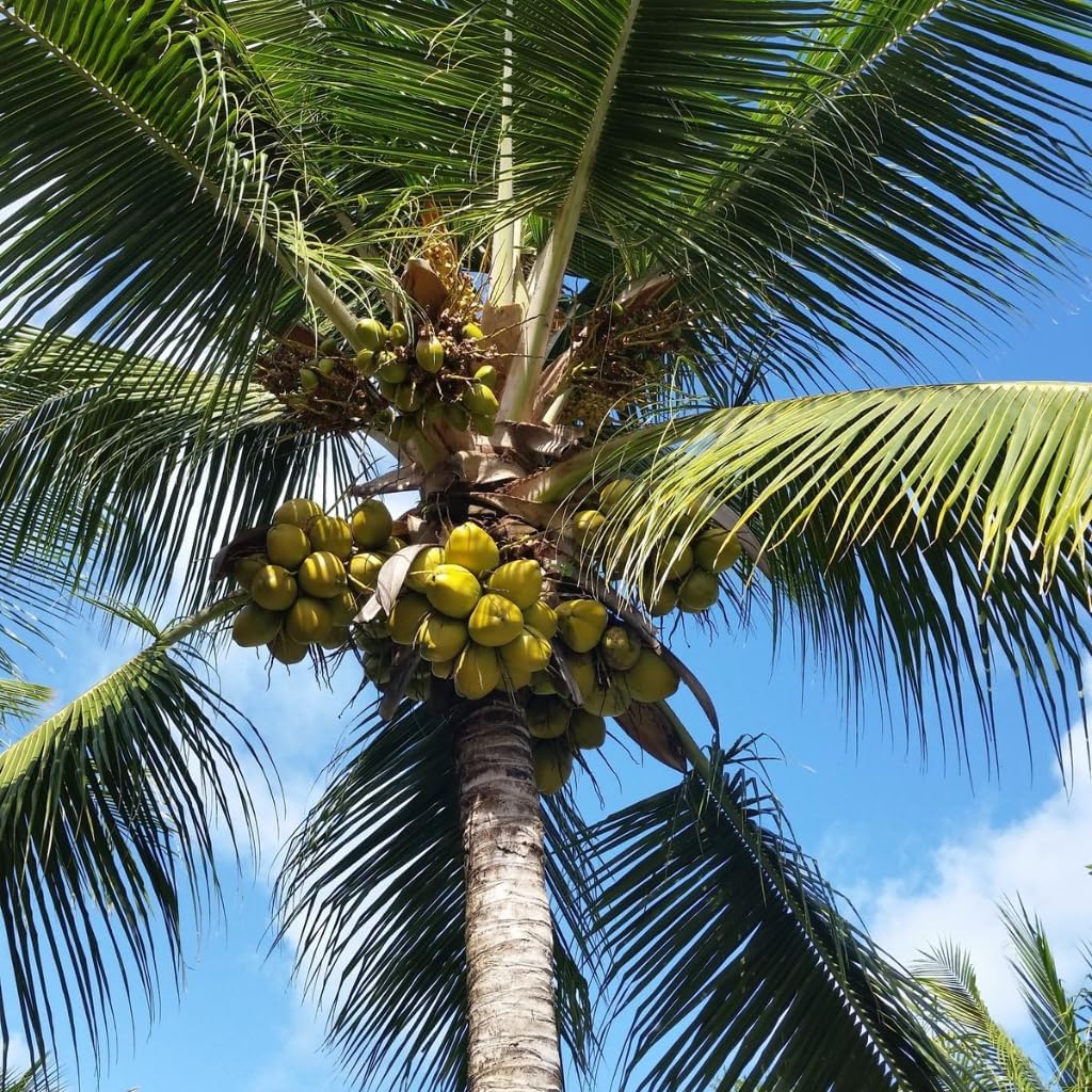 Green Coconut Tree Live Plants– 2.5–3 Ft Live Potted Tropical Fruit Plant | Compact Edible Coconut Tree for Patios, Balconies & Backyard Gardens | No Ship to CA,HI,AK