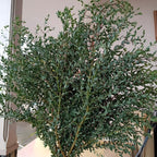 Parvifolia Eucalyptus Tree Live Plant in 2.5 Inch Pot | Live Eucalyptus Plants for Indoor or Outdoor Growing | Upright Shape with Slim Silvery Foliage | Suitable for Balconies & Decorative Landscapes