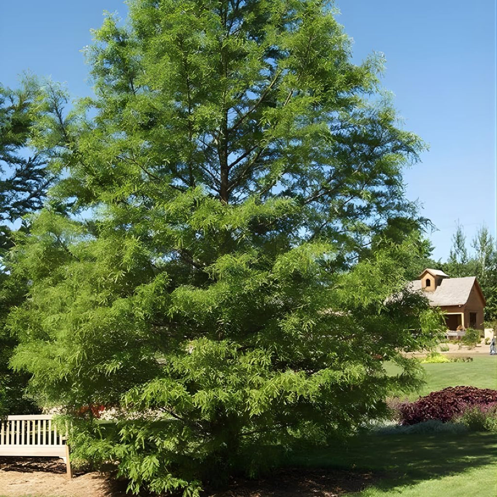 Chinese Elm Trees Live Plant | Fast-Growing Cold Hardy Elm Tree for Landscaping | 6–12 Inch Live Tree for Yard, Garden & Windbreaks