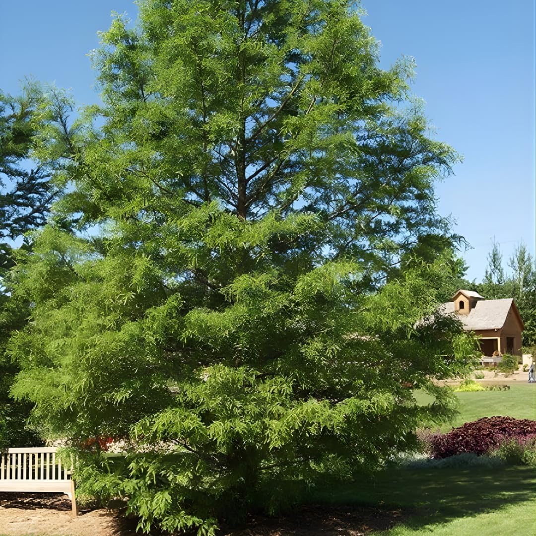 Chinese Elm Trees Live Plant | Fast-Growing Cold Hardy Elm Tree for Landscaping | 6–12 Inch Live Tree for Yard, Garden & Windbreaks