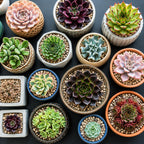 2 Echeveria Chroma Succulent Plants Live, 2 Inch Pot, Rare Live Succulent, Easy Care, Vibrant Color Indoor Houseplant for Home, Office Décor, Small Spaces & Gifts