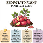 Red Seed Potatoes for Planting Outdoors, 2 Lbs, Non GMO, High Yield Potato Seeds, Ready to Plant