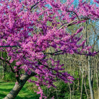 5 Redbud Tree Live Plant – 6 to 12 Inch Tall | Eastern Redbud Live Trees | Beautiful Spring Pink Blossoms | Hardy Flowering Tree | Dormant Plant