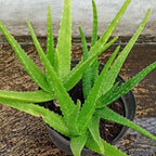 Aloe Vera Aloe Vera Live Plant for Planting in Size 2 Pot | Vibrant, Low-Maintenance Aleo Plant for Patio, Balcony & Indoor Spaces | Perfect for Plant Enthusiasts & Beginners