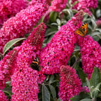 Black Knight Butterfly Bush Live Plant, 4-6 Inch Tall Starter, Deep Purple Flowering Shrub for Backyard and Garden Rows
