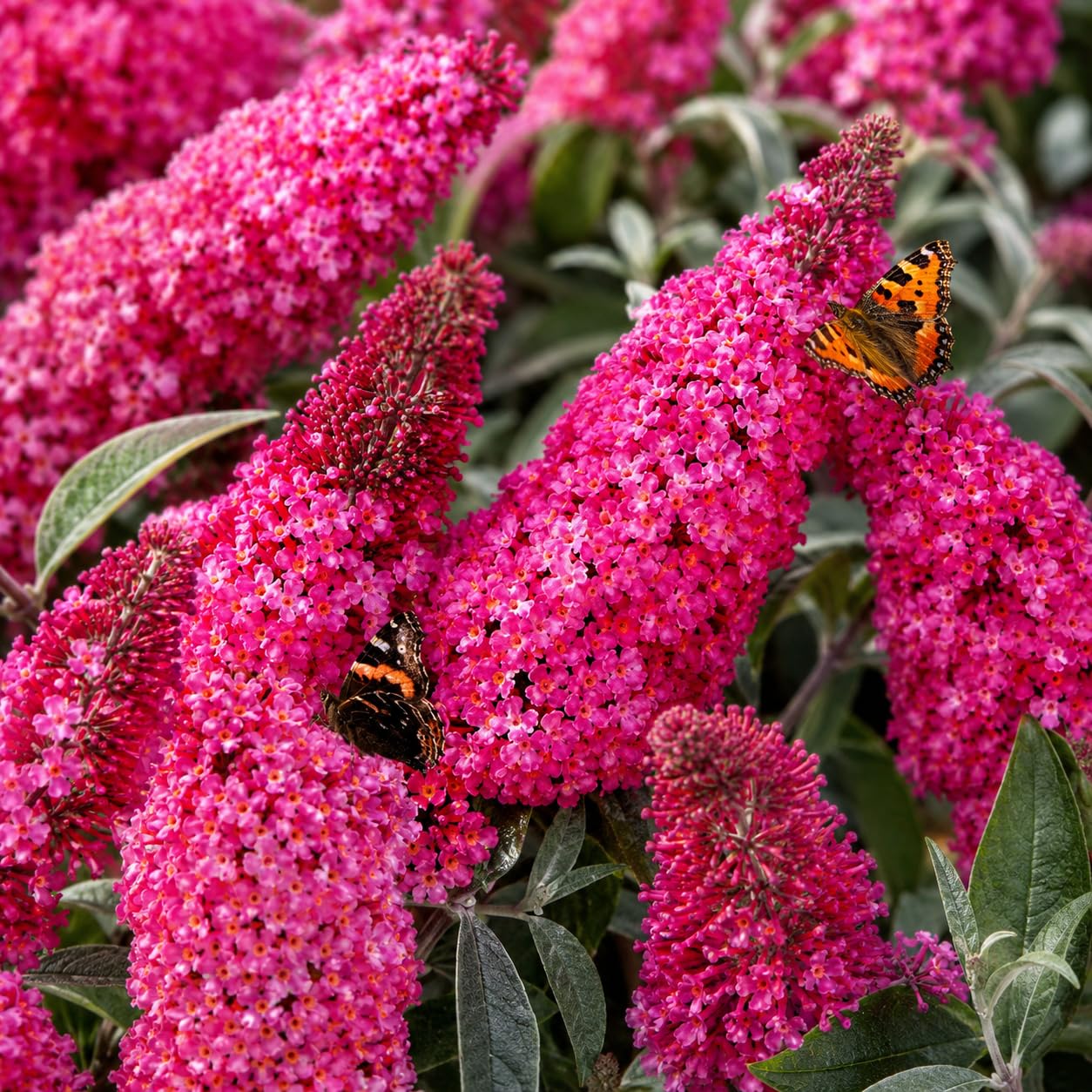 Black Knight Butterfly Bush Live Plant, 4-6 Inch Tall Starter, Deep Purple Flowering Shrub for Backyard and Garden Rows