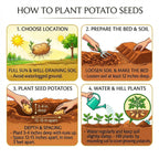 Red Seed Potatoes for Planting Outdoors, 2 Lbs, Non GMO, High Yield Potato Seeds, Ready to Plant