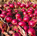 100 Red Onion Sets, Heirloom, Heirloom, Non-GMO Onion Bulbs Plant, Easy to Grow, High Yield Vegetable Bulbs, Not Seeds