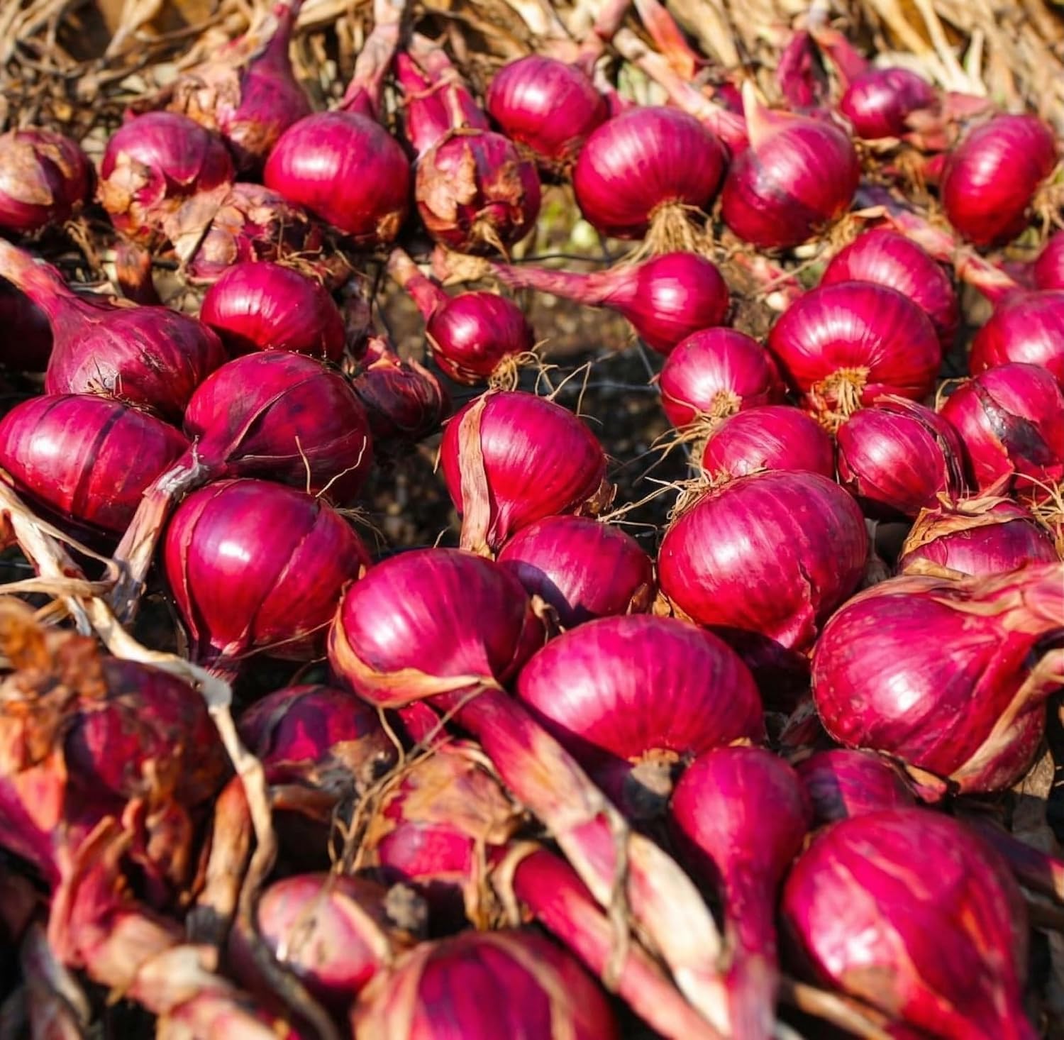 100 Red Onion Sets, Heirloom, Heirloom, Non-GMO Onion Bulbs Plant, Easy to Grow, High Yield Vegetable Bulbs, Not Seeds