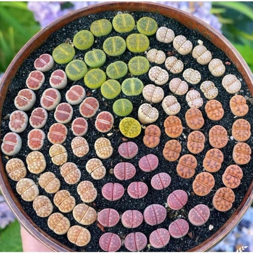 Pack of 30 Live Small Exotic Lithops Live Plants | Perfect for Lithops Starter, Great Terrarium Addition | Bare Root Without Soil or Pot, Easy to Grow and Ideal for Indoor/Outdoor Display