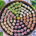 Pack of 30 Live Small Exotic Lithops Live Plants | Perfect for Lithops Starter, Great Terrarium Addition | Bare Root Without Soil or Pot, Easy to Grow and Ideal for Indoor/Outdoor Display
