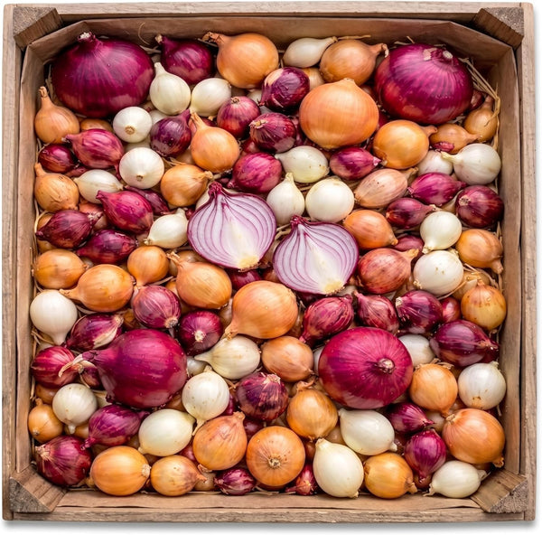 3 Color Mixed Onion Sets for Planting, 100 Counts, Heirloom Onion Bulbs, Non-GMO, Easy to Grow Vegetable for Garden and Cooking Use