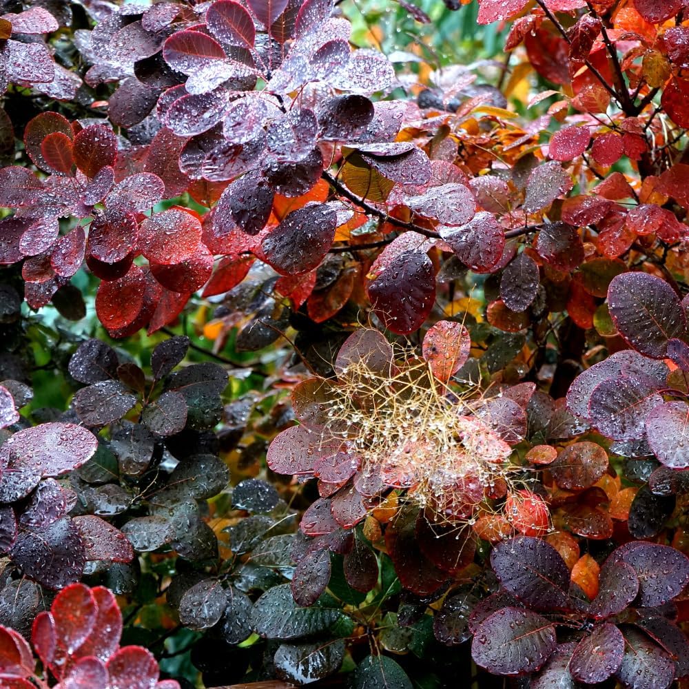 Purple Smoke Bush Plant, 4" Pot - 12-18 Inch Tall, Vigorous Growth Habit with Vibrant Red Autumn Leaves, Live Tree for Modern Landscapes