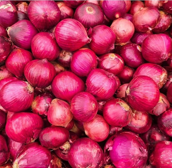 100 Red Onion Sets, Heirloom, Heirloom, Non-GMO Onion Bulbs Plant, Easy to Grow, High Yield Vegetable Bulbs, Not Seeds