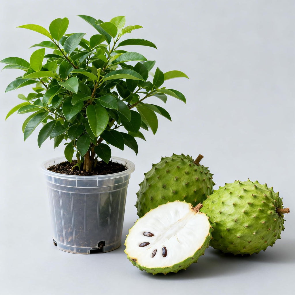 No Ship to CA, HI, AK, Soursop Tree Live Plant, Well-Rooted 24-30" Potted Annona Muricata, Tropical Evergreen Fruit Tree for Home Orchards
