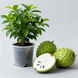 Soursop Tree Live Plant, Annona Muricata 2-3 Ft Potted in 3 Gallon Pot, Tropical Evergreen Fruit Tree for Home Orchards (No Ship to CA,HI,AK)