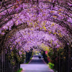 2 Purple Wisteria Live Plant 6–12 Inch | Stunning Cascading Purple Blooms | Fast-Growing Fragrant Flowering Vine | Perfect for Home Décor & Garden Entrances