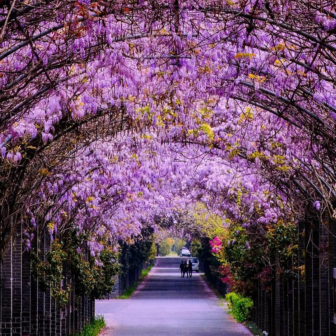 2 Purple Wisteria Live Plant 6–12 Inch | Stunning Cascading Purple Blooms | Fast-Growing Fragrant Flowering Vine | Perfect for Home Décor & Garden Entrances