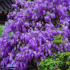 2 Purple Wisteria Live Plant 6–12 Inch | Stunning Cascading Purple Blooms | Fast-Growing Fragrant Flowering Vine | Perfect for Home Décor & Garden Entrances