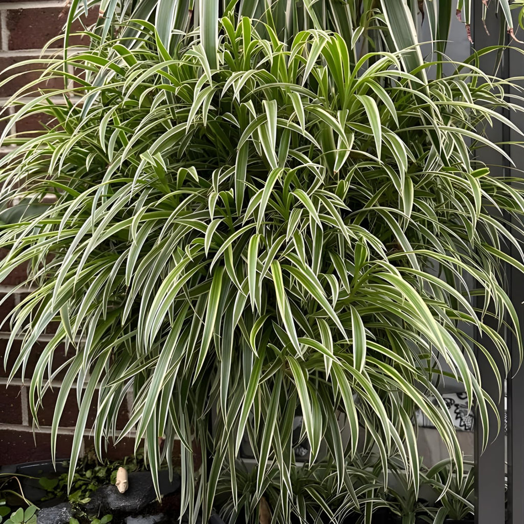 Spider Plant Live Houseplants in 4 Inch Pot | Air-Purifying, Low Maintenance, Thrives in Home & Office | Perfect for Plant Enthusiasts | Perfect for Beginners & Green Home Styling