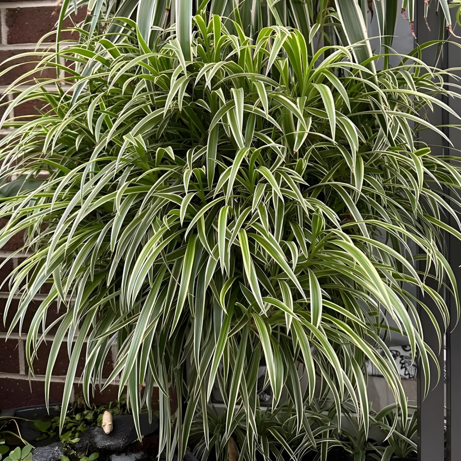 Spider Plant Live Houseplants in 4 Inch Pot | Air-Purifying, Low Maintenance, Thrives in Home & Office | Perfect for Plant Enthusiasts | Perfect for Beginners & Green Home Styling