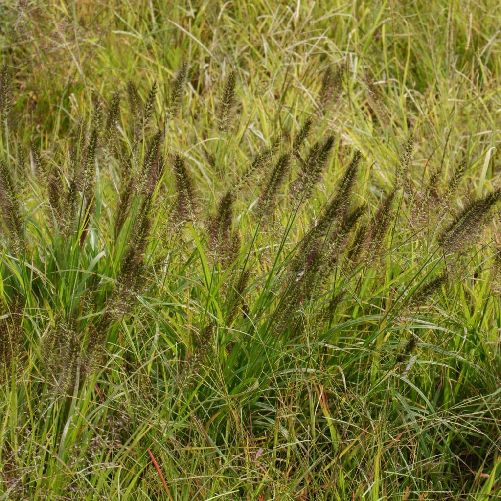2 Black Fountain Grass Live Plant, 4 Inch Tall Fountain Grass, Low Maintenance, Fast Growing Perennial Ornamental Grasses for Gardens