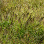 2 Black Fountain Grass Live Plant, 4 Inch Tall Fountain Grass, Low Maintenance, Fast Growing Perennial Ornamental Grasses for Gardens