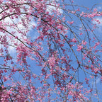 2 Weeping Cherry Tree Plant, 6-12 Inch Tall, Easy Care, Hardy Ornamental Flowering Cherry Tree, Ideal for Yard, Garden & Landscape
