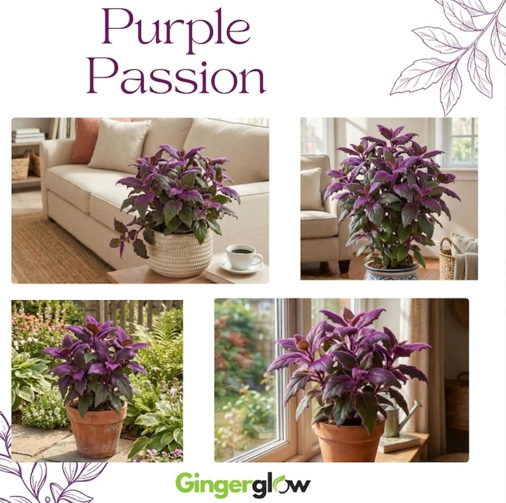 Purple Passion Plant Live - Gynura, 4-8 Inch Tall, 2-Pack Rooted Starters, Easy to Grow Indoor Houseplant for Home & Office, Vibrant Purple Velvet Foliage