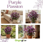 Purple Passion Plant Live - Gynura, 4-8 Inch Tall, 2-Pack Rooted Starters, Easy to Grow Indoor Houseplant for Home & Office, Vibrant Purple Velvet Foliage