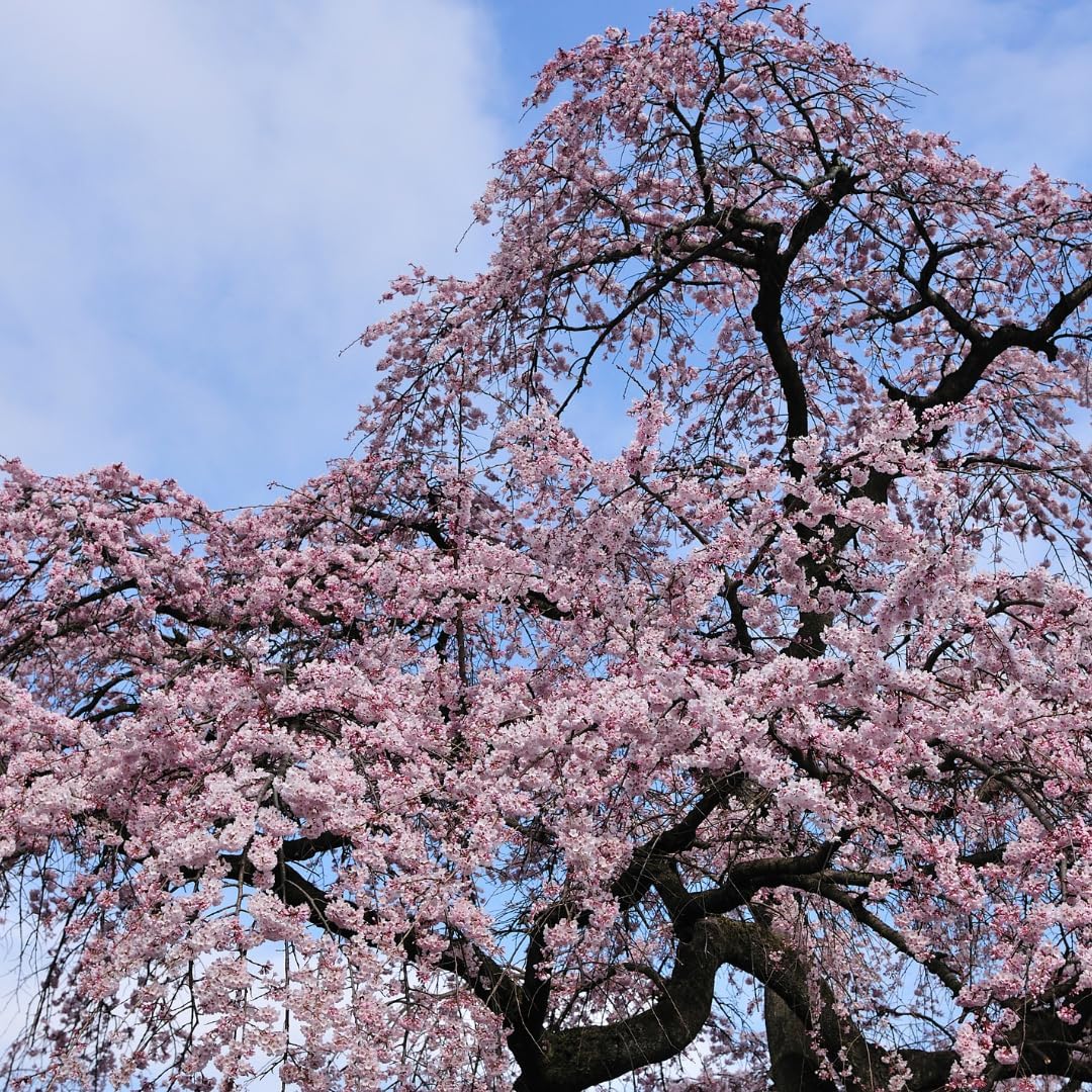 2 Weeping Cherry Tree Plant, 6-12 Inch Tall, Easy Care, Hardy Ornamental Flowering Cherry Tree, Ideal for Yard, Garden & Landscape