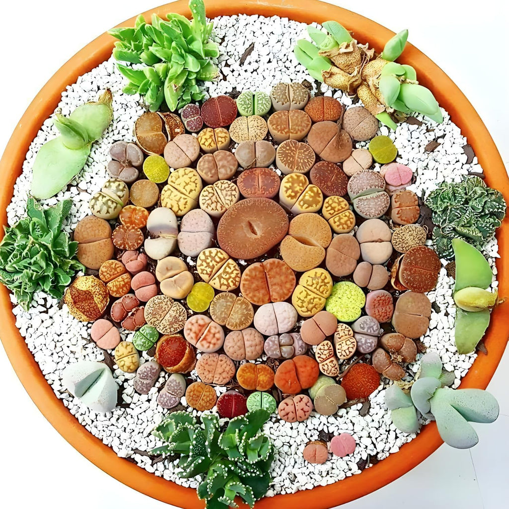 Mix Lithops Succulent Plants Live | 30 Pcs Lithops Live Plants | Bare Root Without Pot & Soil, Indoor Office Desk Decoration, Friend Plant Lovers Gifts