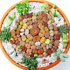 Mix Lithops Succulent Plants Live | 30 Pcs Lithops Live Plants | Bare Root Without Pot & Soil, Indoor Office Desk Decoration, Friend Plant Lovers Gifts