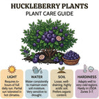 Huckleberry Plant in Pot - Small Size, Non GMO, Low Maintenance Native Edible Berry Shrub, Robust Well-Rooted Fruit Plants, Ideal for Backyard, Gardens and Borders