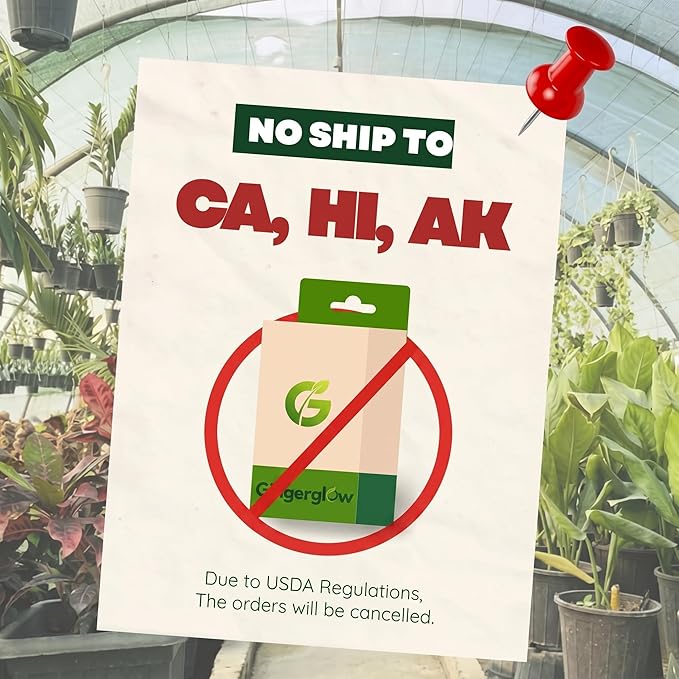 (No Ship to CA,HI,AK) Hamlin Orange Tree for Planting | 1 Gallon Live Citrus Plant | Easy-Grow Edible Fruit Tree for Home Gardens & Patios